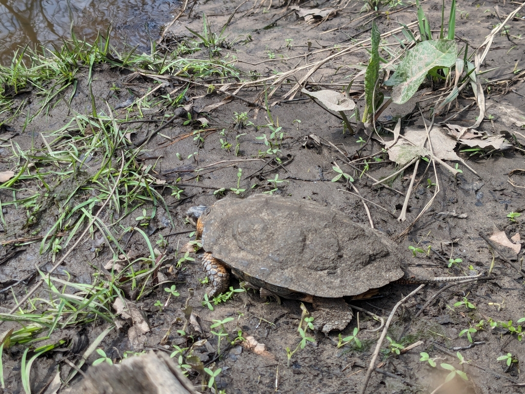 Wood Turtle in March 2024 by milo · iNaturalist