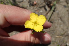 Calylophus