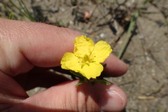Calylophus