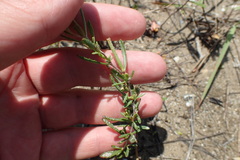 Calylophus