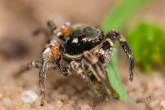 Habronattus brunneus