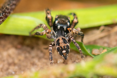 Habronattus brunneus