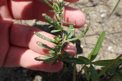 Calylophus