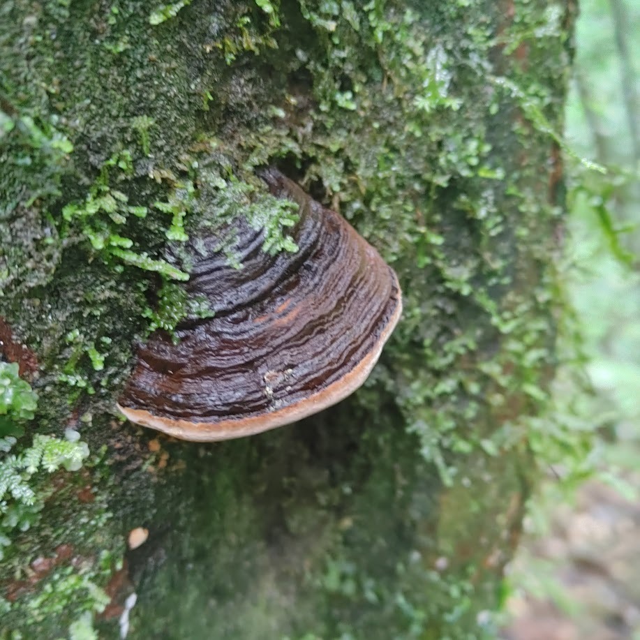 Fomitiporia