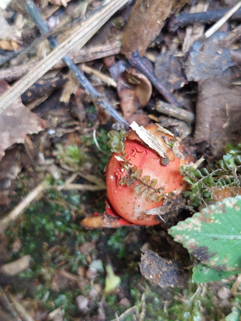 Calostoma cinnabarinum · March 2024 · photo: © danielmesa1 (iNaturalist, cc-by)