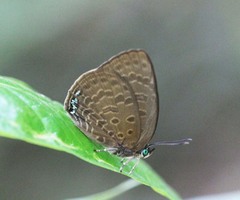 Arhopala muta