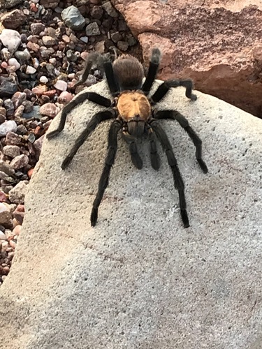 Texas Brown Tarantula
