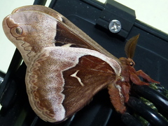 Callosamia angulifera