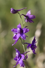 Delphinium parryi maritimum