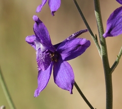 Delphinium parryi maritimum