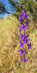 Delphinium parryi maritimum