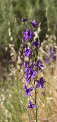 Delphinium parryi maritimum