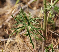 Delphinium parryi maritimum