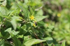 Cyclotrypema furcata