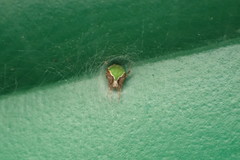 Araneus detrimentosus