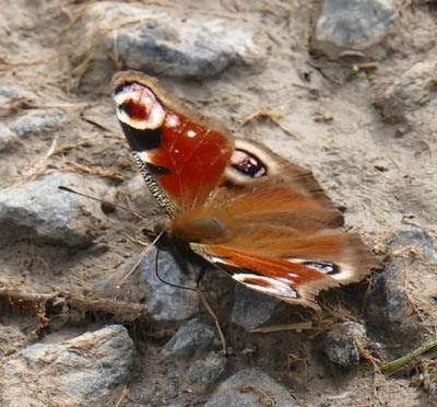 Aglais io