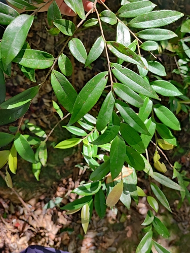 Eurya osimensis iNat (3)