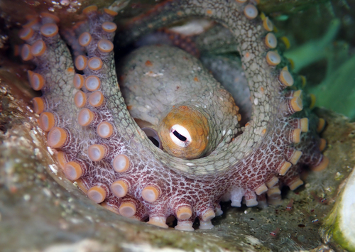 Lesser Two-spot Octopus