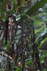 Dypsis thermarum