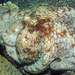 Octopus cyanea - Photo (c) LASZLO ILYES, osa oikeuksista pidätetään (CC BY)