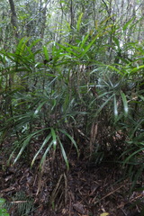 Dypsis thermarum