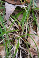 Carex lucorum