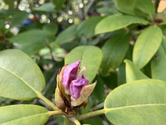 Rhododendron macrophyllum