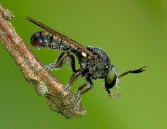 Cerotainia macrocera