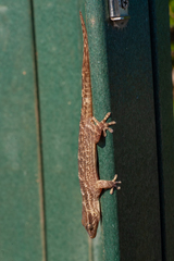 Tarentola americana