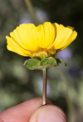 Leptosyne calliopsidea