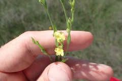 Linum medium texanum