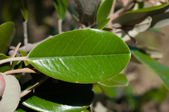 Capparis cynophallophora