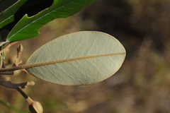 Capparis cynophallophora