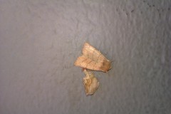 Charanyca trigrammica