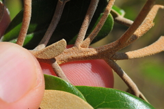 Capparis cynophallophora