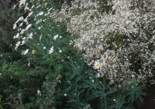 Image of Argyranthemum foeniculaceum by (c) Татьяна Максимова, some rights reserved (CC BY)