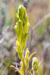Castilleja plagiotoma
