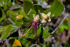 Capparis cynophallophora