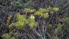 Darwiniothamnus tenuifolius
