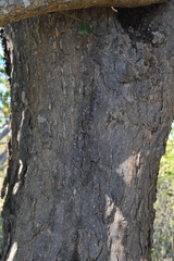 Capparis cynophallophora