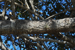 Capparis cynophallophora