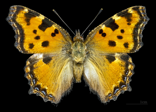 Large Tortoiseshell