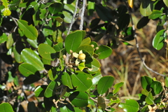 Capparis cynophallophora