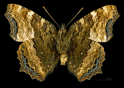 Large Tortoiseshell