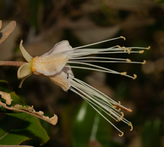 Capparis cynophallophora