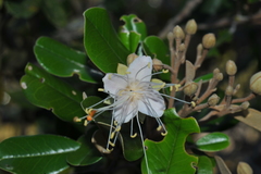 Capparis cynophallophora