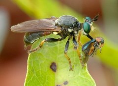 Lampria rubriventris