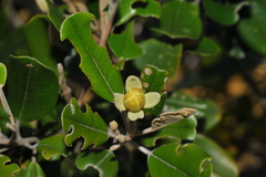 Capparis cynophallophora