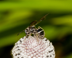 Nomada pilipes