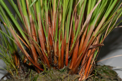 Fimbristylis ferruginea